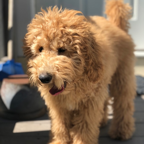 Meet your Posher, Amanda - Picture 1 of 1